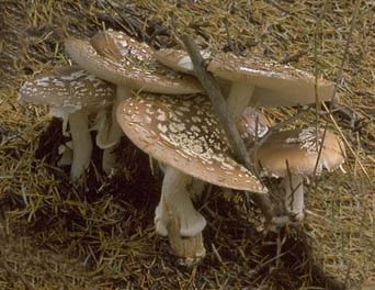 amanita-pantherina amanita-pantherina-CMS